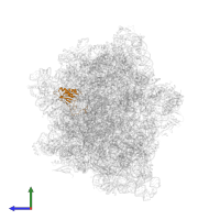 Small ribosomal subunit protein uS11 in PDB entry 8hl5, assembly 1, side view.