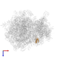 Small ribosomal subunit protein uS11 in PDB entry 8hl5, assembly 1, top view.