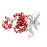 The deposited structure of PDB entry 8hms contains 4 copies of Pfam domain PF00224 (Pyruvate kinase, barrel domain) in Pyruvate kinase PKM. Showing 1 copy in chain B.