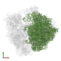 23S ribosomal RNA in PDB entry 8hu1, assembly 1, front view.