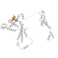 The deposited structure of PDB entry 8i0p contains 1 copy of Pfam domain PF16837 (Pre-mRNA-splicing factor SF3A3, of SF3a complex, Prp9) in Splicing factor 3A subunit 3. Showing 1 copy in chain GA [auth w].