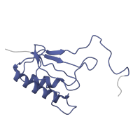 The deposited structure of PDB entry 8i7j contains 1 copy of Pfam domain PF00411 (Ribosomal protein S11) in Small ribosomal subunit protein uS11. Showing 1 copy in chain P [auth O].