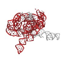 The deposited structure of PDB entry 8i7n contains 1 copy of Rfam domain RF00028 (Group I catalytic intron) in The Tet-S1 state molecule of co-transcriptional folded G264A mutated Tetrahymena group I intron with 6nt 3'/5'-exon and 2-aminopurine nucleoside. Showing 1 copy in chain A [auth N].