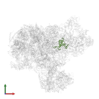 Ribosomal protein L15 in PDB entry 8i9r, assembly 1, front view.