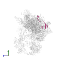 Protein MAK16 in PDB entry 8i9r, assembly 1, side view.