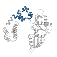 The deposited structure of PDB entry 8ick contains 1 copy of CATH domain 1.10.150.20 (DNA polymerase; domain 1) in DNA polymerase beta. Showing 1 copy in chain C [auth A].