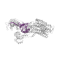 The deposited structure of PDB entry 8ijx contains 1 copy of Pfam domain PF00702 (haloacid dehalogenase-like hydrolase) in Sodium/potassium-transporting ATPase subunit alpha. Showing 1 copy in chain A.