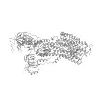 The deposited structure of PDB entry 8ijx contains 1 copy of Pfam domain PF09040 (Gastric H+/K+-ATPase, N terminal domain) in Sodium/potassium-transporting ATPase subunit alpha. Showing 1 copy in chain A (this domain is out of the observed residue ranges!).