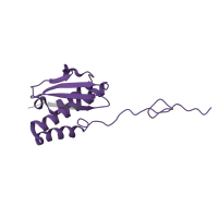 The deposited structure of PDB entry 8ipa contains 1 copy of Pfam domain PF00380 (Ribosomal protein S9/S16) in 40S ribosomal protein S16. Showing 1 copy in chain J [auth la].