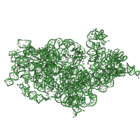 The deposited structure of PDB entry 8ipa contains 1 copy of Rfam domain RF01960 (Eukaryotic small subunit ribosomal RNA) in 18S Ribosomal RNA. Showing 1 copy in chain A [auth aa].