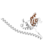 The deposited structure of PDB entry 8ipa contains 1 copy of Pfam domain PF00327 (Ribosomal protein L30p/L7e) in 60S ribosomal protein uL30. Showing 1 copy in chain IB [auth CB].