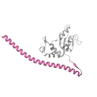 The deposited structure of PDB entry 8ipa contains 1 copy of Pfam domain PF08079 (Ribosomal L30 N-terminal domain) in 60S ribosomal protein uL30. Showing 1 copy in chain IB [auth CB].