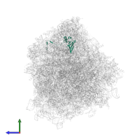 60S ribosomal protein L21 in PDB entry 8ipa, assembly 1, side view.