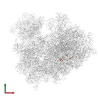 Ribosomal protein L37 in PDB entry 8ipa, assembly 1, front view.