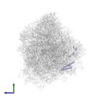 Large ribosomal subunit protein uL29 in PDB entry 8ipa, assembly 1, side view.