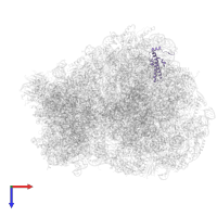 Large ribosomal subunit protein uL29 in PDB entry 8ipa, assembly 1, top view.