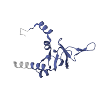 The deposited structure of PDB entry 8ir1 contains 1 copy of Pfam domain PF16906 (Ribosomal proteins L26 eukaryotic, L24P archaeal) in Large ribosomal subunit protein uL24. Showing 1 copy in chain Z [auth h].