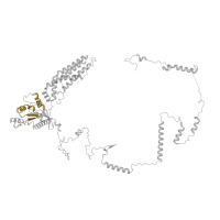 The deposited structure of PDB entry 8ir1 contains 1 copy of Pfam domain PF06858 (Nucleolar GTP-binding protein 1 (NOG1)) in GTP-binding protein 4. Showing 1 copy in chain B [auth 4].