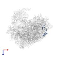 Large ribosomal subunit protein uL29 in PDB entry 8ir1, assembly 1, top view.