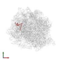 Large ribosomal subunit protein eL14 in PDB entry 8ir1, assembly 1, front view.