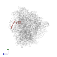Large ribosomal subunit protein eL14 in PDB entry 8ir1, assembly 1, side view.