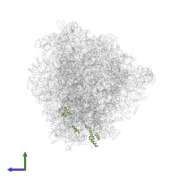 Large ribosomal subunit protein eL19 in PDB entry 8ir1, assembly 1, side view.