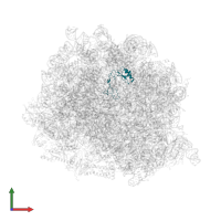 Large ribosomal subunit protein eL32 in PDB entry 8ir1, assembly 1, front view.