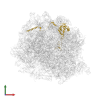Large ribosomal subunit protein uL4 in PDB entry 8ir1, assembly 1, front view.