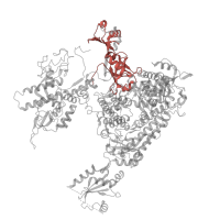 The deposited structure of PDB entry 8jh2 contains 1 copy of Pfam domain PF00623 (RNA polymerase Rpb1, domain 2) in DNA-directed RNA polymerase subunit. Showing 1 copy in chain C [auth A].