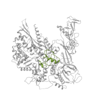 The deposited structure of PDB entry 8jh2 contains 1 copy of Pfam domain PF04565 (RNA polymerase Rpb2, domain 3) in DNA-directed RNA polymerase subunit beta. Showing 1 copy in chain D [auth B].