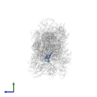 Small ribosomal subunit protein uS17 N-terminal domain-containing protein in PDB entry 8jiw, assembly 1, side view.