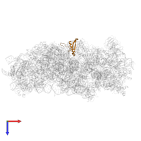 40S ribosomal protein S21 in PDB entry 8jiw, assembly 1, top view.