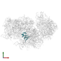 Small ribosomal subunit protein uS8c in PDB entry 8jiw, assembly 1, front view.