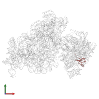 Small ribosomal subunit protein uS19 in PDB entry 8k3o, assembly 1, front view.