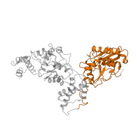 The deposited structure of PDB entry 8k3y contains 1 copy of Pfam domain PF05362 (Lon protease (S16) C-terminal proteolytic domain) in Lon protease. Showing 1 copy in chain F.