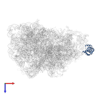 Large ribosomal subunit protein uL10 in PDB entry 8kab, assembly 1, top view.