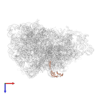 Large ribosomal subunit protein bL21 in PDB entry 8kab, assembly 1, top view.