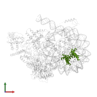 Histone H2B 1.1 in PDB entry 8kd4, assembly 1, front view.