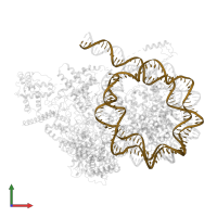 187bp DNA in PDB entry 8kd4, assembly 1, front view.