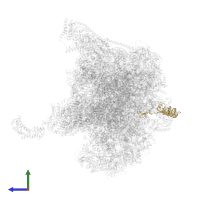 Large ribosomal subunit protein bL9m in PDB entry 8oin, assembly 1, side view.