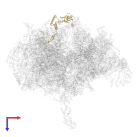 Large ribosomal subunit protein bL9m in PDB entry 8oin, assembly 1, top view.