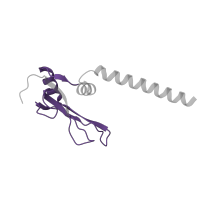 The deposited structure of PDB entry 8oip contains 1 copy of Pfam domain PF00886 (Ribosomal protein S16) in Small ribosomal subunit protein bS16m. Showing 1 copy in chain O [auth AM].