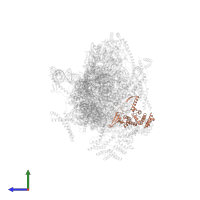 Mitochondrial ribosomal protein S22 in PDB entry 8oip, assembly 1, side view.