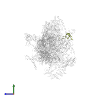 Mitochondrial ribosomal protein S28 in PDB entry 8oip, assembly 1, side view.