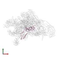 Small ribosomal subunit protein uS5m in PDB entry 8oip, assembly 1, front view.