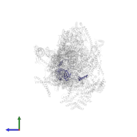 Mitochondrial ribosomal protein S34 in PDB entry 8oip, assembly 1, side view.