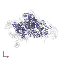 12S rRNA in PDB entry 8oip, assembly 1, front view.