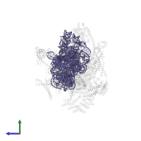 12S rRNA in PDB entry 8oip, assembly 1, side view.