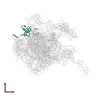 Large ribosomal subunit protein bL28m in PDB entry 8oit, assembly 1, front view.