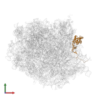 Large ribosomal subunit protein eL8 in PDB entry 8oj5, assembly 1, front view.